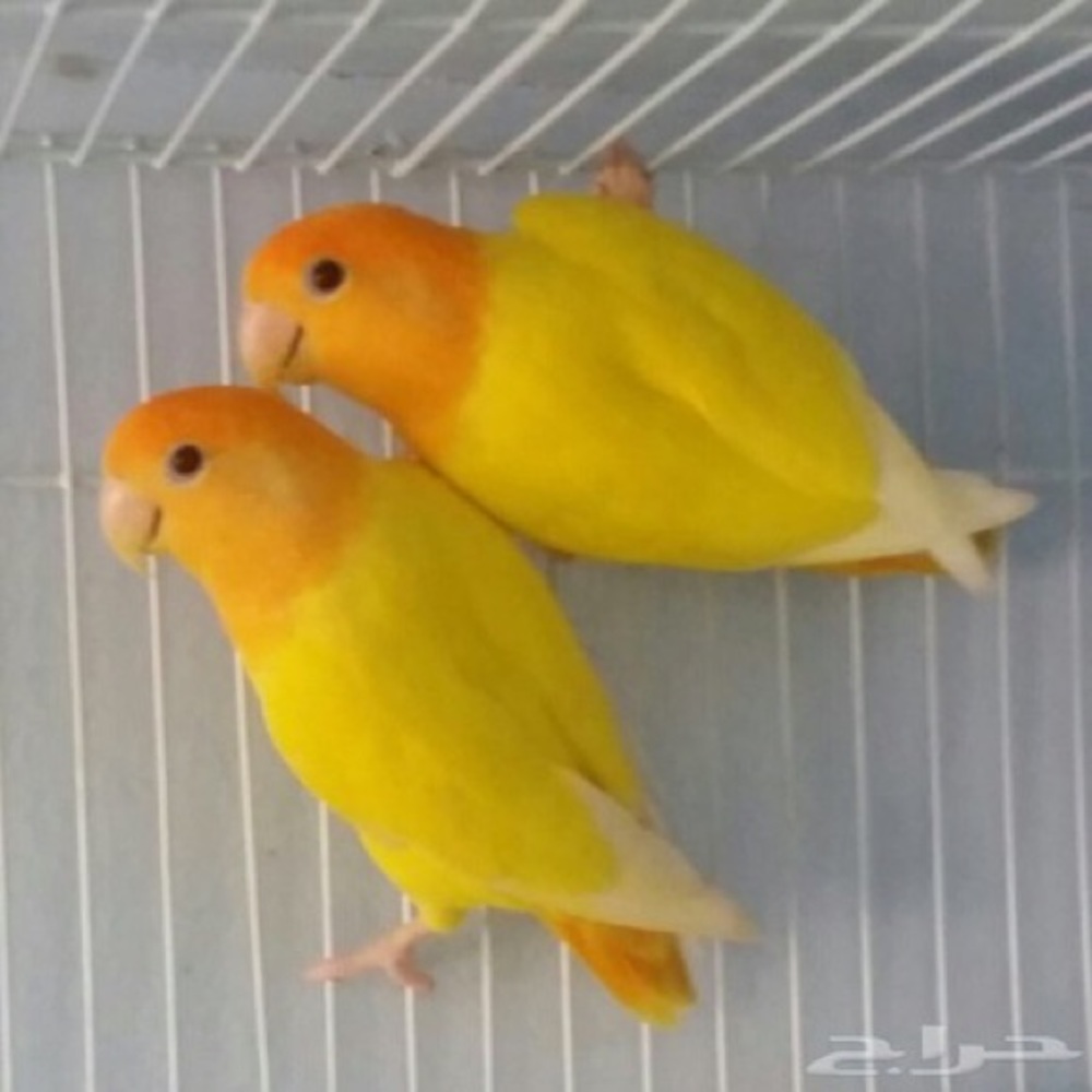 Meet your Posher, Shrief